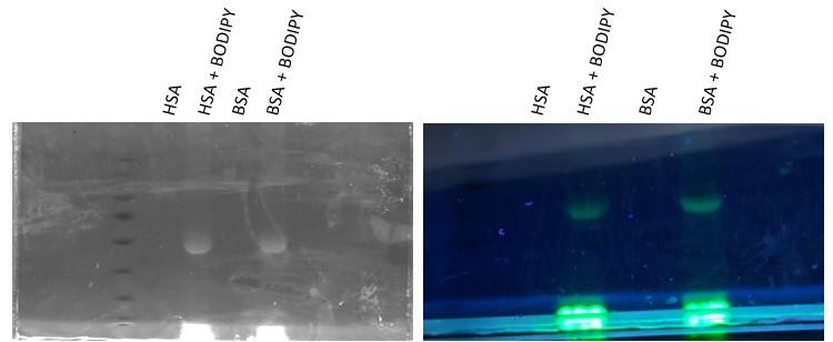 Suncanje proteina s vise BODIPY 18.2.2026 provjera