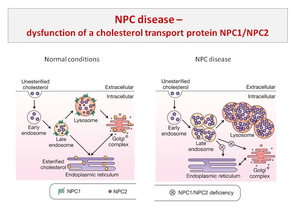 Presentations of Niemann-Pick Type C disease