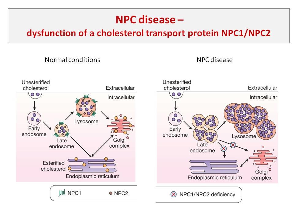 Immune dysfunction in Niemann‐Pick disease type C - Platt - 2016 - Journal  of Neurochemistry - Wiley Online Library