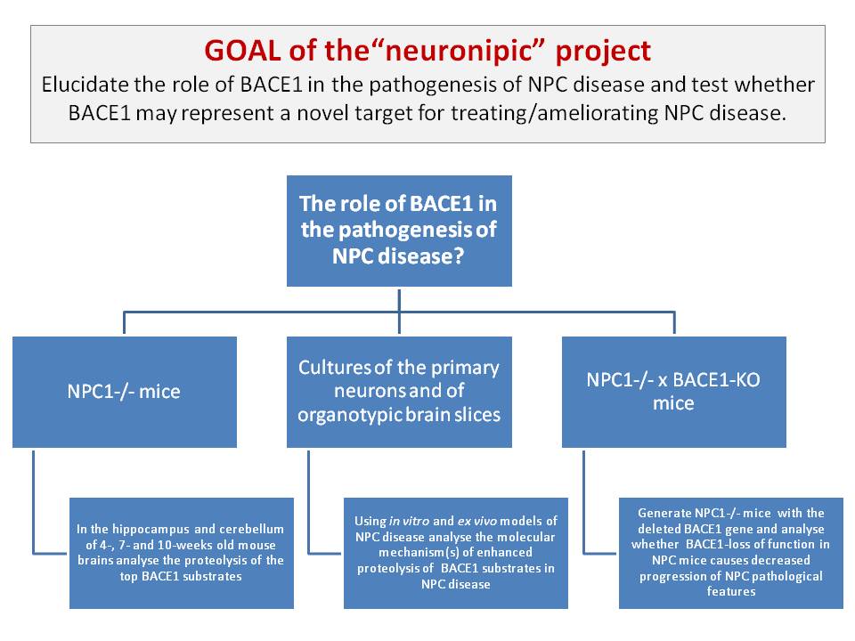 The pathogenesis of Niemann–Pick type C disease: a role for