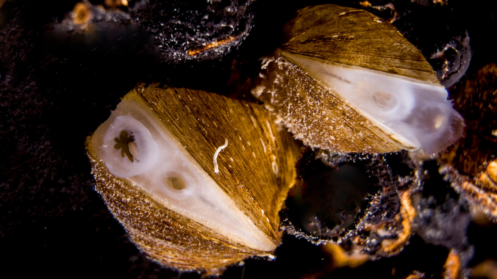 Unique Cave Clam Runs for the ‘Mollusc of the Year 2021’ Title