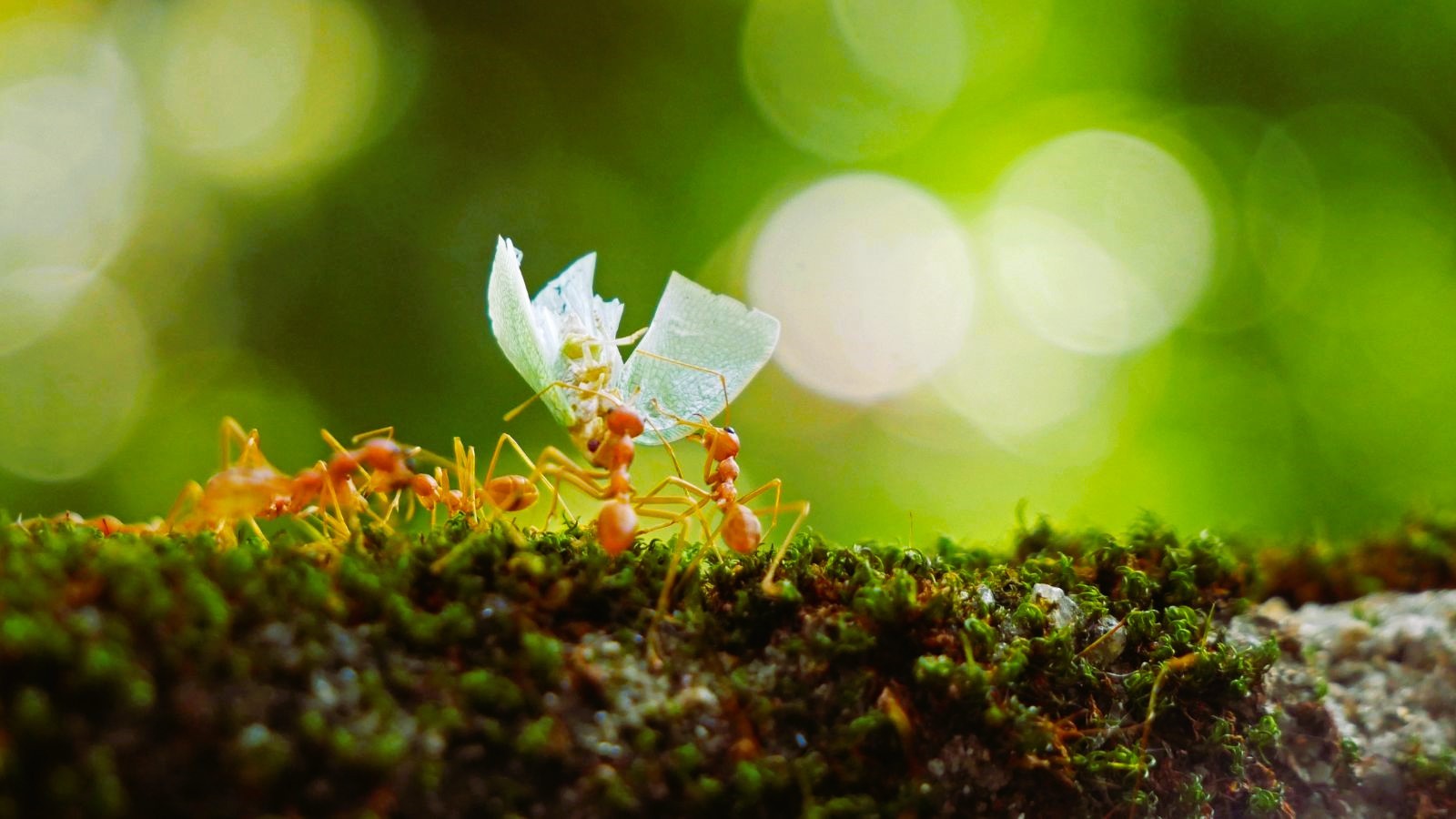Kako se podmukli mikrobi skrivaju od mrava?