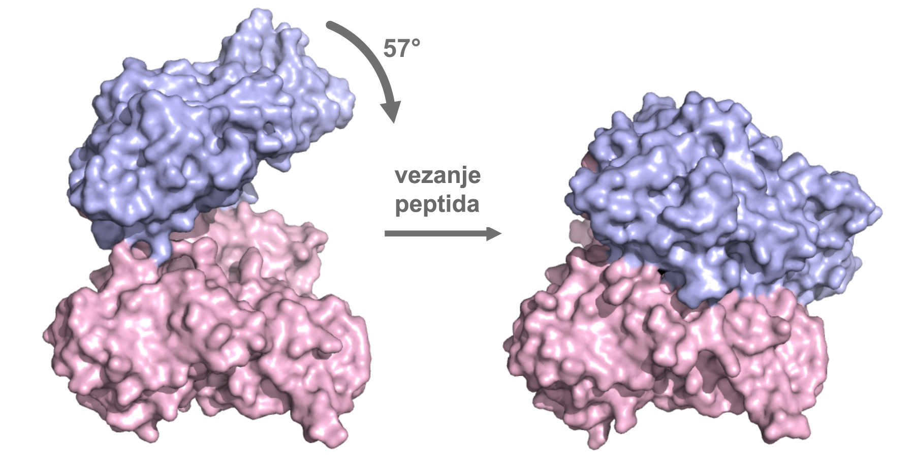 Kristalna struktura otkriva veliku fleksibilnost molekule ljudskog proteina