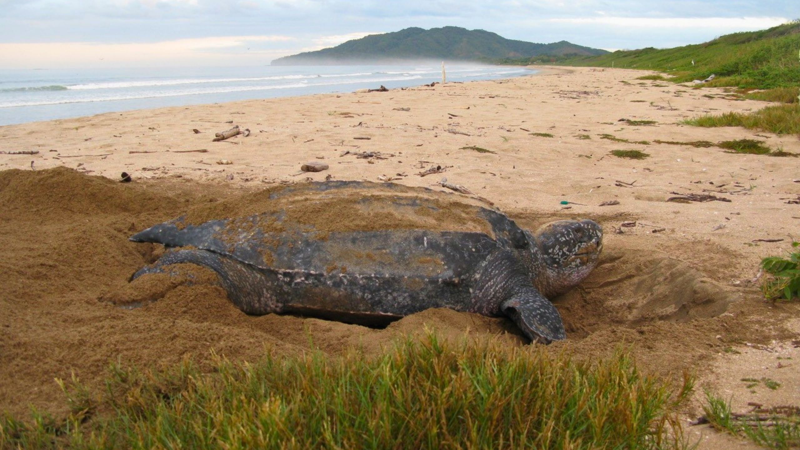 A New Computational Model Reveals the Hidden Life of the World’s Largest Sea Turtle