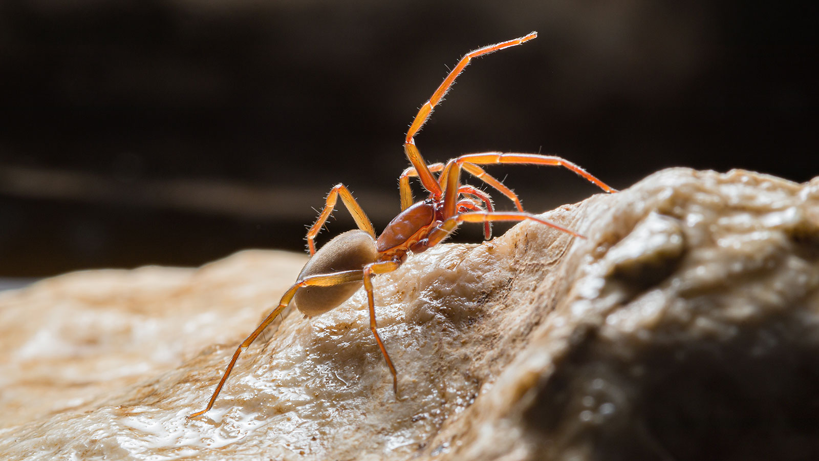 Opisane nove vrste podzemnih pauka