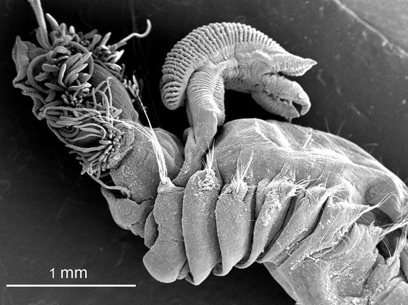 Several New Polychaete Species Discovered in the Adriatic Sea