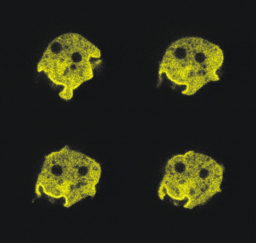 Paper by RBI Scientists Published in the JCS