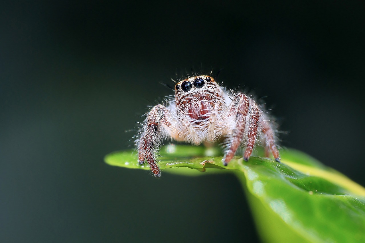 Should we trust everything we read about spiders?