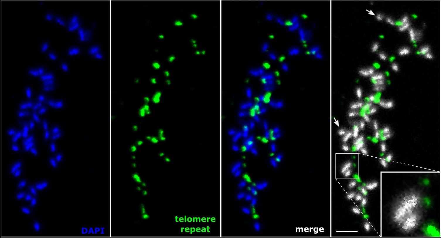 Tajne preživljavanja: Otkrivanje neobičnih telomera u parazitskim nematodima