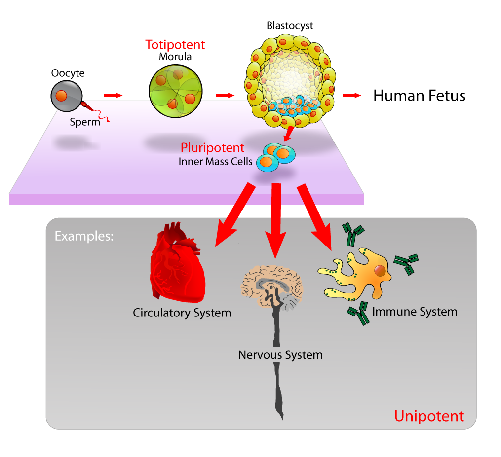 Panel Discussion: “Stem Cells—The Challenge of Medicine in the 21st Century”