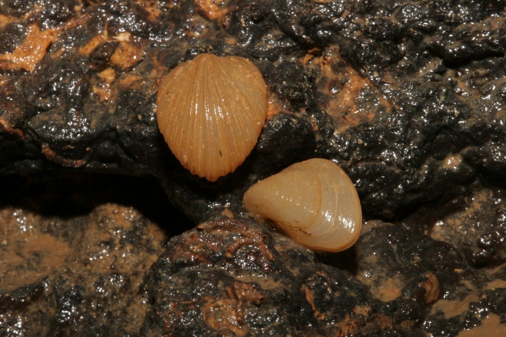 U Dinarskom kršu nađene dvije nove vrste reliktnog podzemnog školjkaša