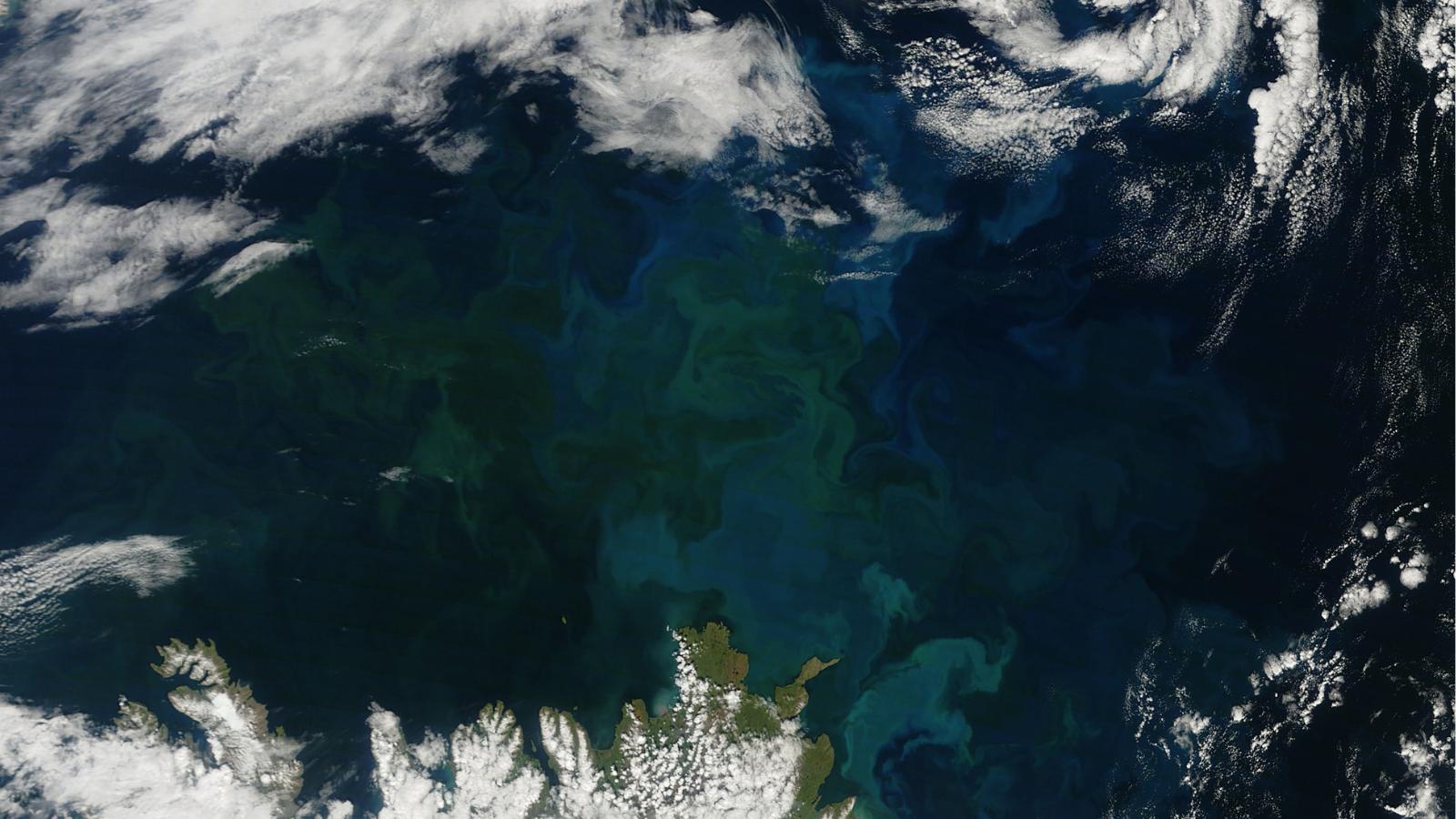 The role of phytoplankton lipids of the future ocean in mitigating the effect of global warming