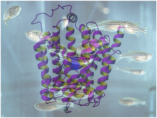 Znanstvenicima IRB-a objavljen rad u časopisu Journal of Biological Chemistry