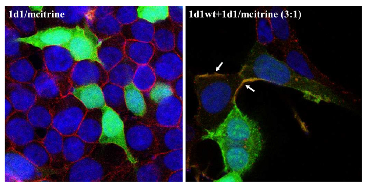 Analiza fluorescencijskim mikroskopom