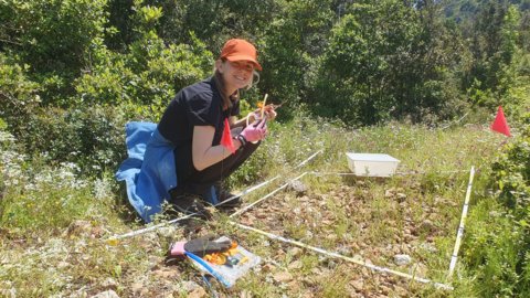 Mravi pod stresom: što nam otkrivaju o onečišćenju i globalnom zatopljenju