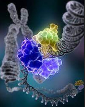 TEMA: Stvaranje SPRTN i TDP deficijentnih animalnih modela pomoću CRISPR/Cas sustava