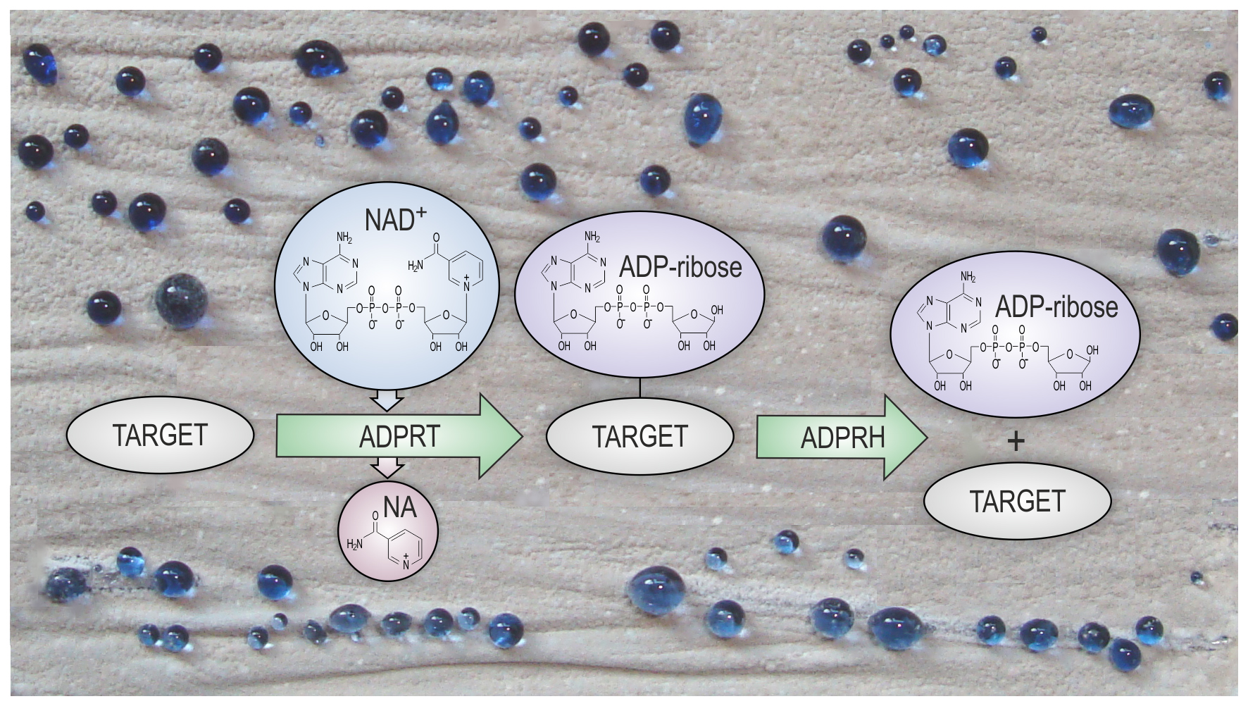 Understanding the role of protein ADP-ribosylation modification in bacteria