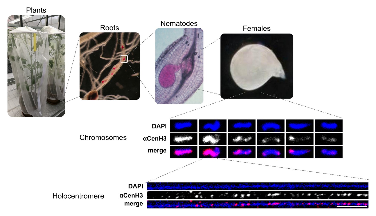 Genomics and epigenomics of holocentromeres in nematodes Meloidogyne