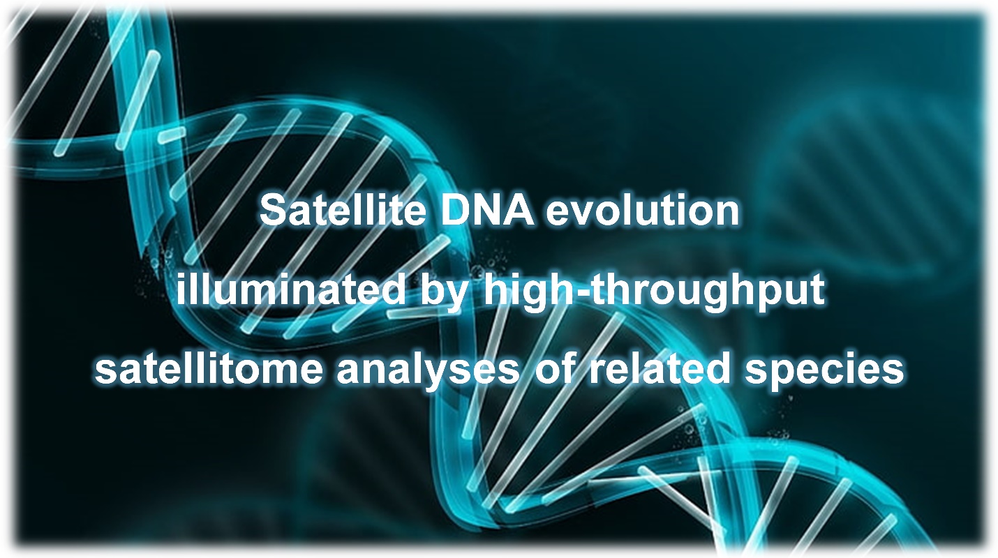 Satellite DNA evolution illuminated by high-throughput satellitome analyses of related species