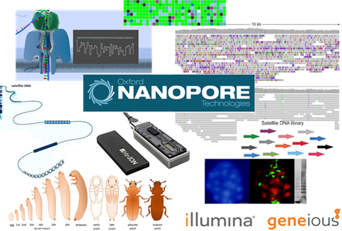 (Epi)genomics and transcriptomics of euchromatic satellite DNAs in embryogenesis and development