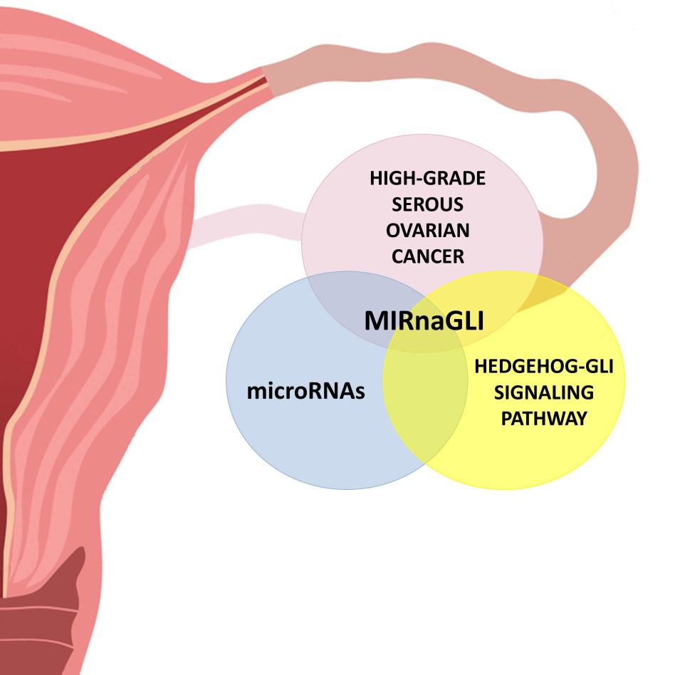 MIRnaGLI - Novi molekularni mehanizmi kao mete ciljanih terapija: Interakcije molekula mikroRNA i signalnog puta Hedgehog-GLI u seroznom karcinomu jajnika