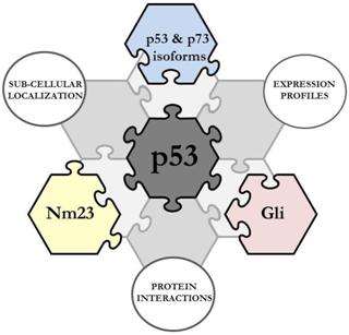 ProNetMel - New Protein Networks for Novel Therapeutic Avenues in Human Melanoma